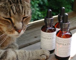 2-oz. MBP Lymphatic System Balancing Solution (56.8ml)
